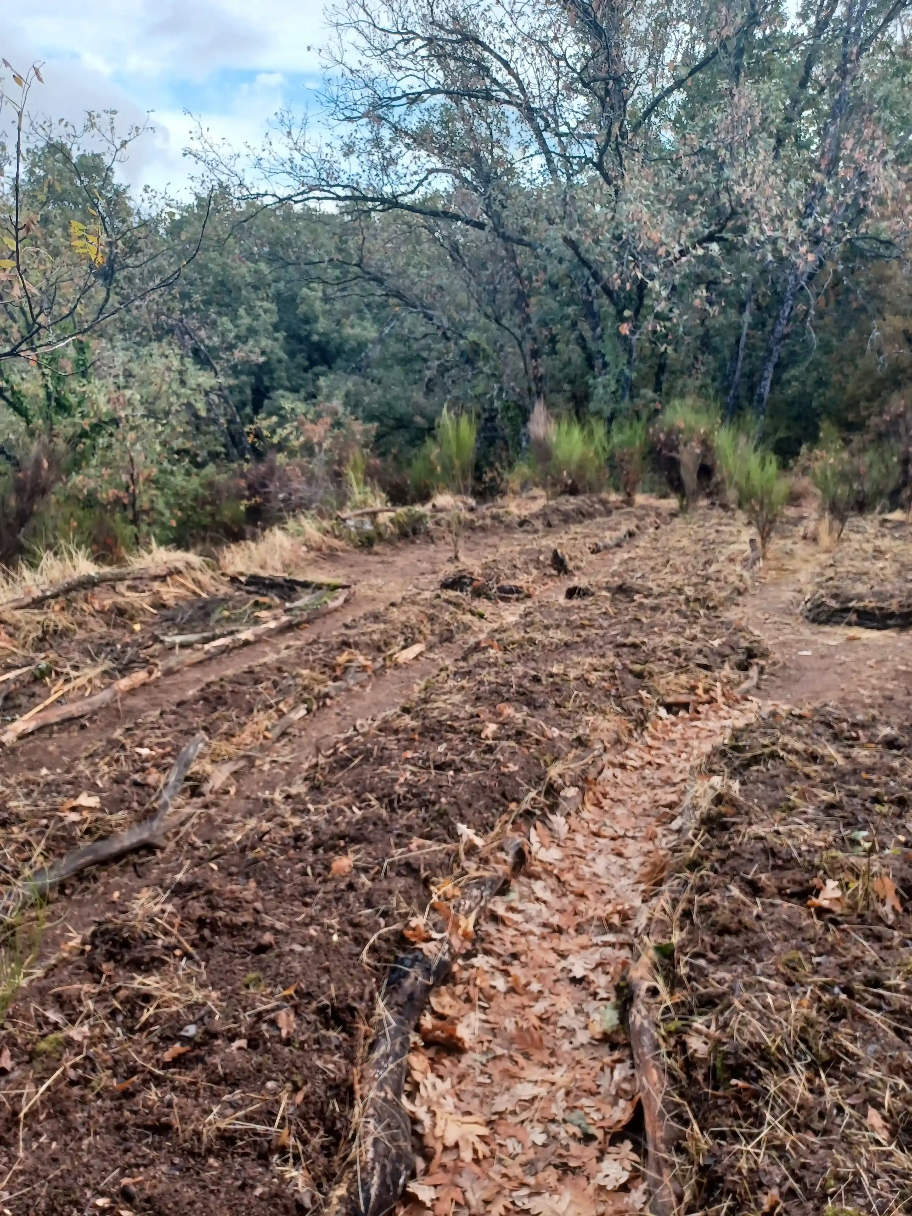 HugelKultur Progreso 11