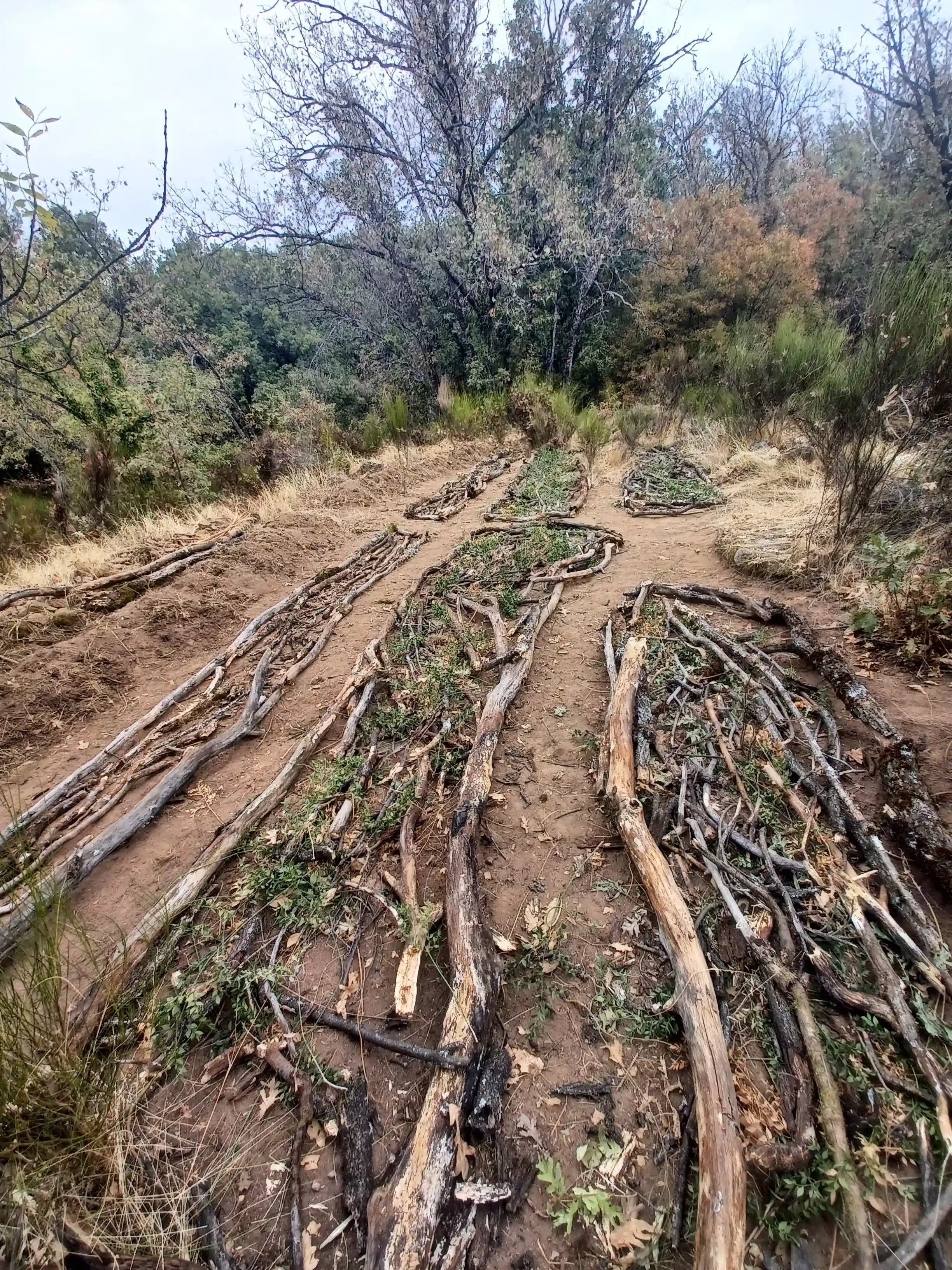 HugelKultur Progreso 2