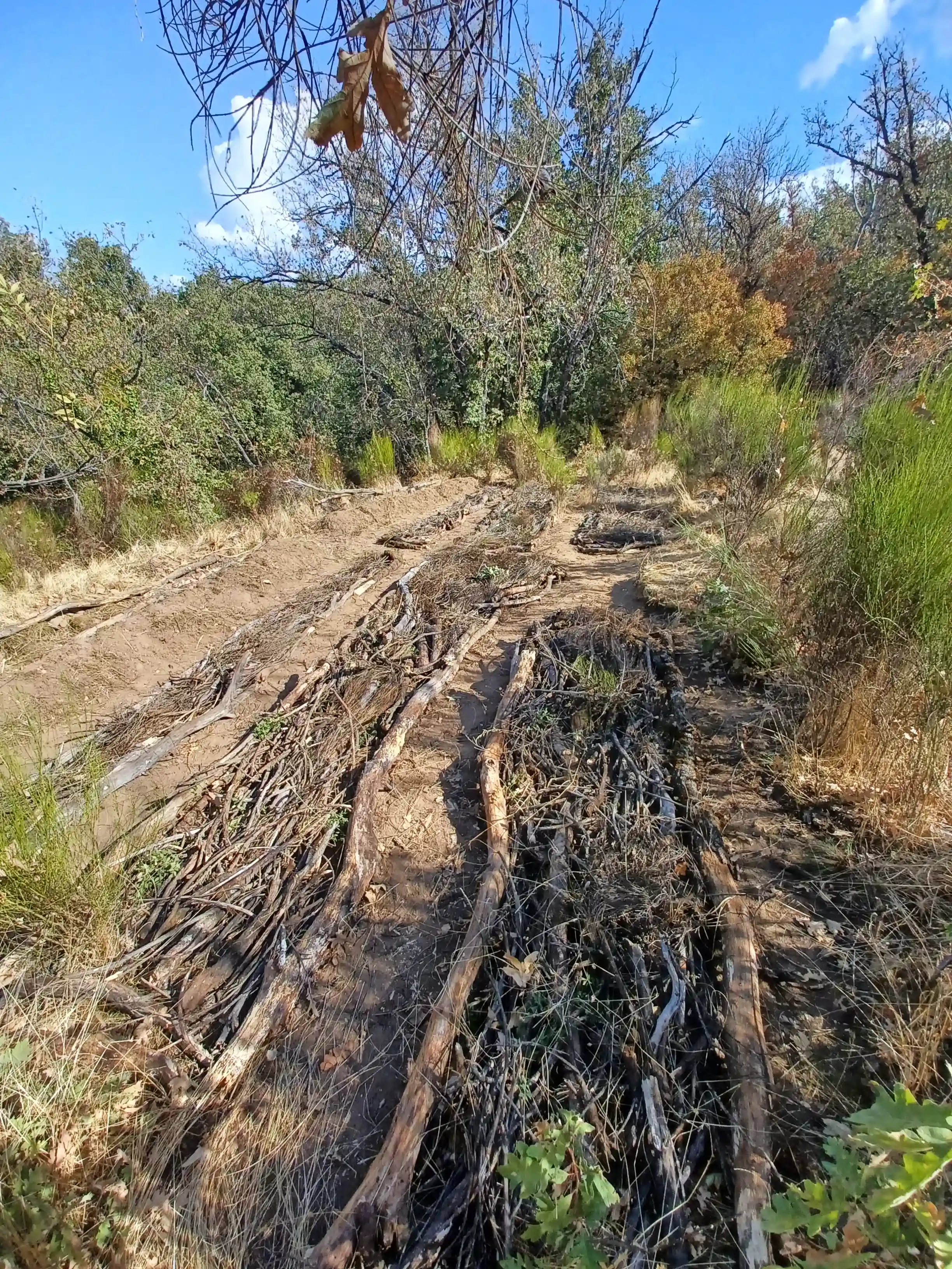 HugelKultur Progreso 4