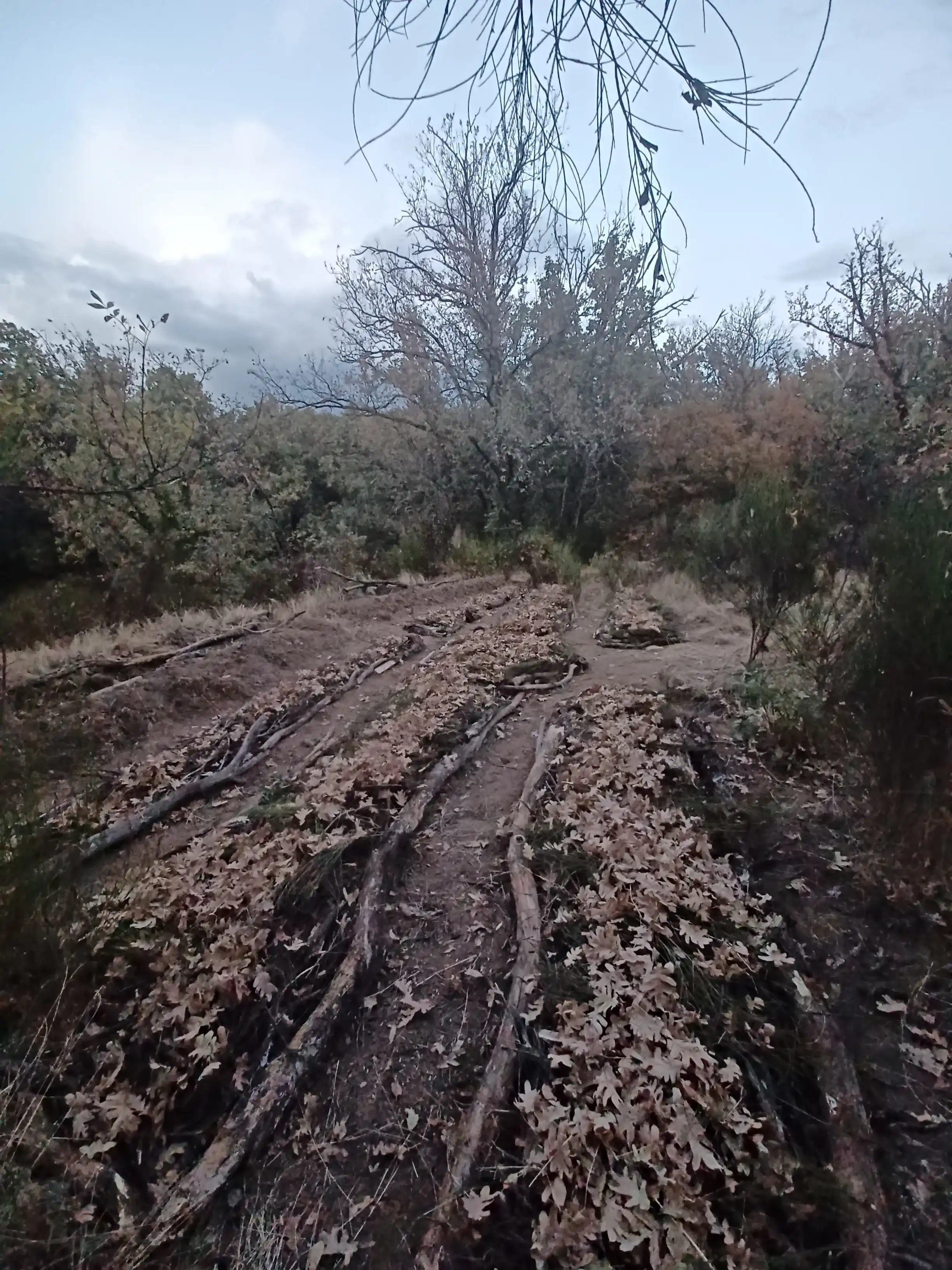 HugelKultur Progreso 8