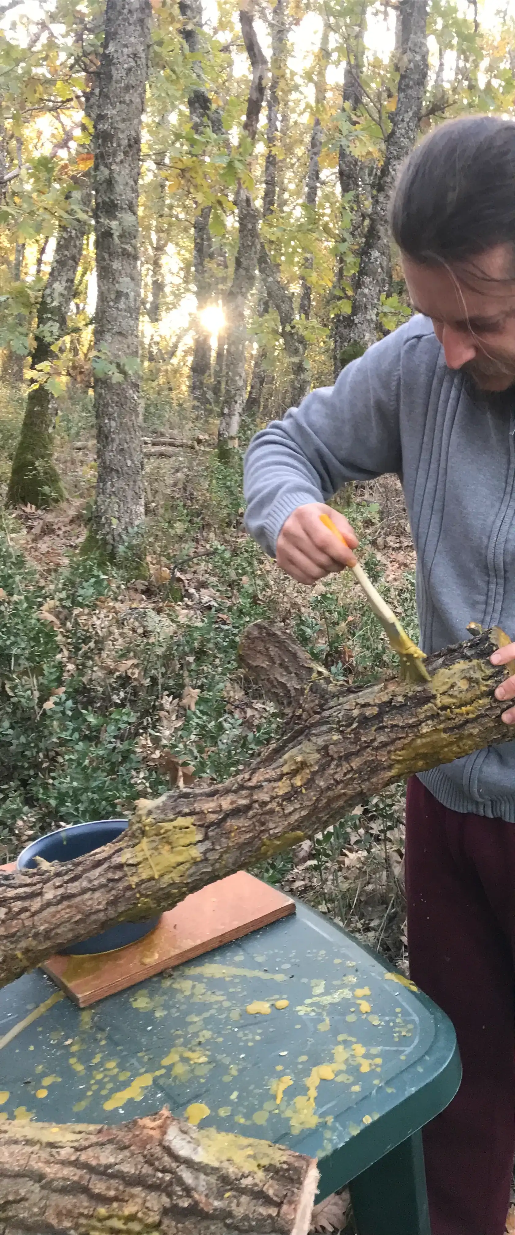 Inoculación de Setas 3