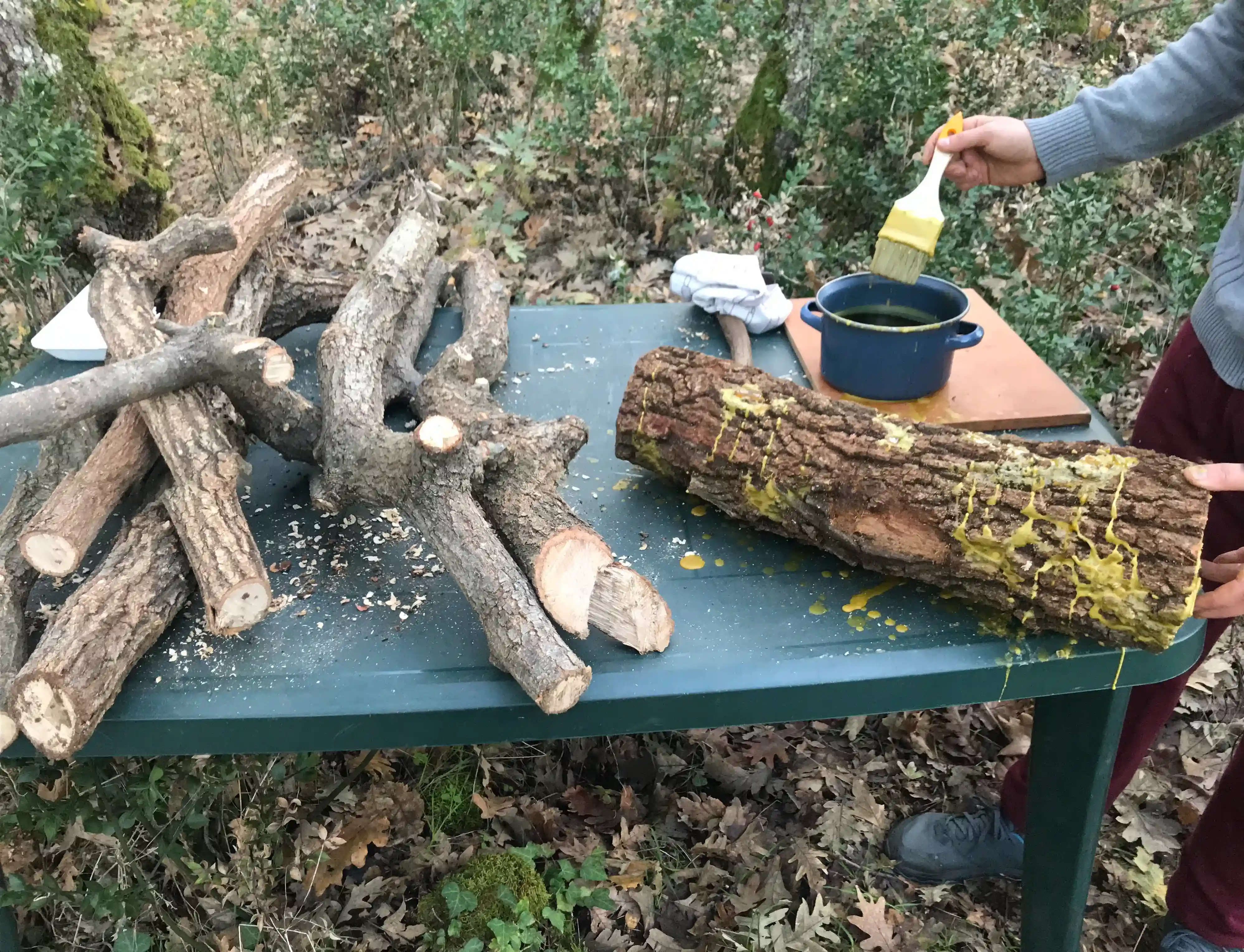 Inoculación de Setas 5