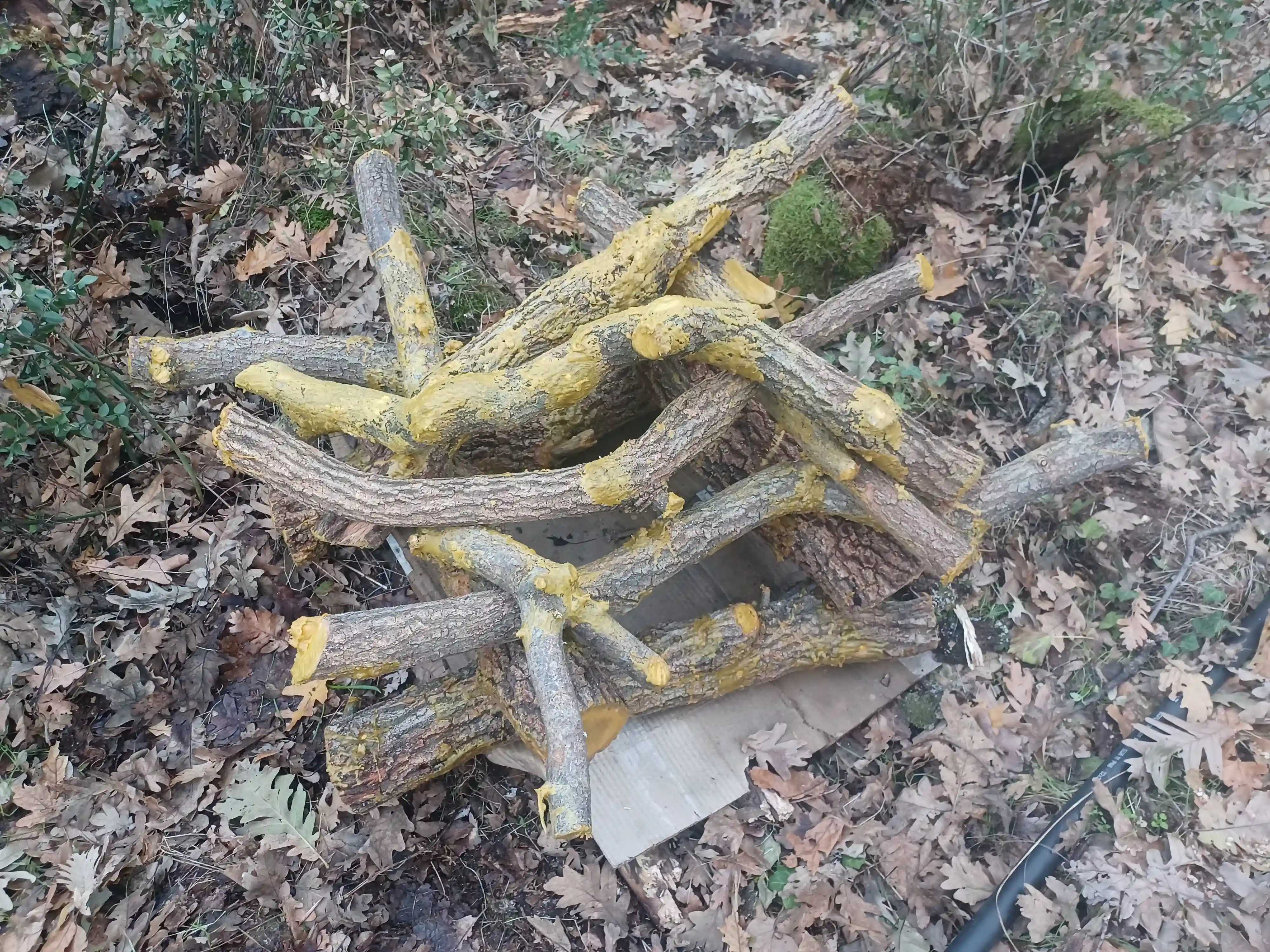 Inoculación de Setas 7